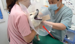 医院打针视频,揭秘医院打针瞬间